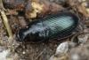 Harpalus sp.